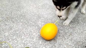 吃瓜娱乐哈,吃瓜群众揭秘幕后故事